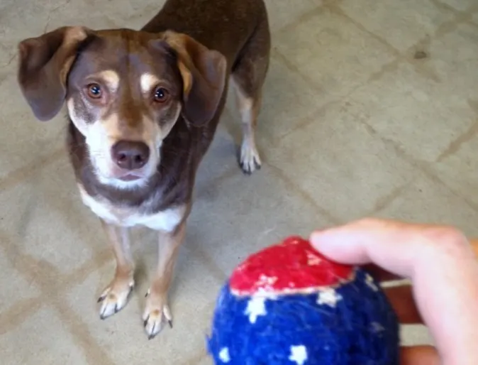 a ball is held in front of a dog